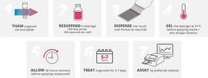 3dGRO&#174; Human CRC Organoids (ISO68)
