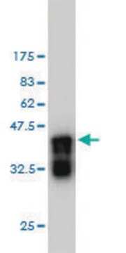 Monoclonal Anti-APBB2 antibody produced in mouse clone 2D8, purified immunoglobulin, buffered aqueous solution