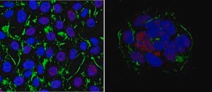 Anti-MKK7/SKK4 Antibody, clone 3F6.5 clone 3F6.5, from mouse