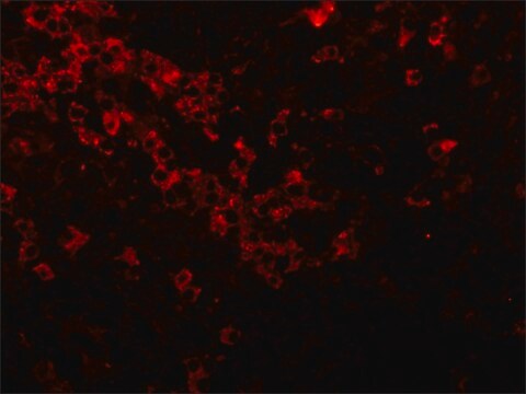 Anti-Goat IgG (whole molecule)–Cy3 antibody produced in rabbit affinity isolated antibody, buffered aqueous solution