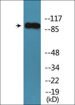 Anti-phospho-Trk B (pTyr705) antibody produced in rabbit affinity isolated antibody