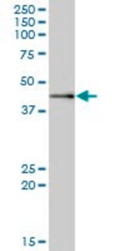 Anti-MRPS9 antibody produced in mouse IgG fraction of antiserum, buffered aqueous solution