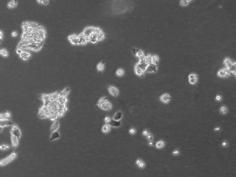 LoVo Cell Line human from human colon(supraclavicular lymph node metastasis), 87060101