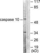 Anti-CASP10 antibody produced in rabbit affinity isolated antibody