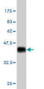 Monoclonal Anti-CDX4 antibody produced in mouse clone 1A11, purified immunoglobulin, buffered aqueous solution