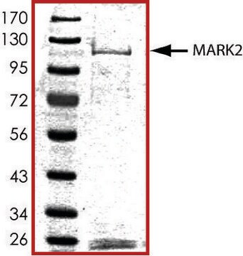 MARK2, active, GST tagged human PRECISIO&#174; Kinase, recombinant, expressed in baculovirus infected Sf9 cells, &#8805;70% (SDS-PAGE), buffered aqueous glycerol solution