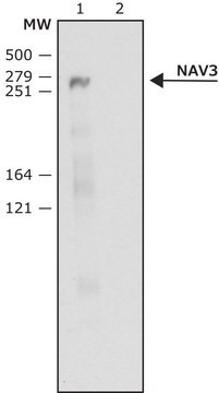 Anti-NAV3 (C-terminal) antibody produced in rabbit ~1&#160;mg/mL, affinity isolated antibody, buffered aqueous solution