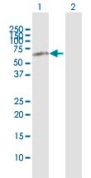 Anti-HRG antibody produced in rabbit purified immunoglobulin, buffered aqueous solution