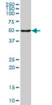 Anti-CALCOCO2 antibody produced in mouse purified immunoglobulin, buffered aqueous solution