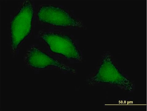 Anti-IRF3 antibody produced in mouse purified immunoglobulin, buffered aqueous solution