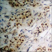 Anti-phospho-p90 RSK (pThr573) antibody produced in rabbit affinity isolated antibody