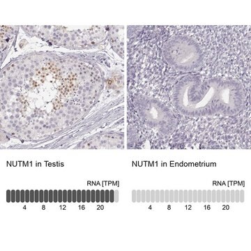 Anti-NUTM1 antibody produced in rabbit Prestige Antibodies&#174; Powered by Atlas Antibodies, affinity isolated antibody, buffered aqueous glycerol solution