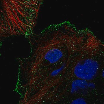 Anti-TRPV3 antibody produced in rabbit Prestige Antibodies&#174; Powered by Atlas Antibodies, affinity isolated antibody