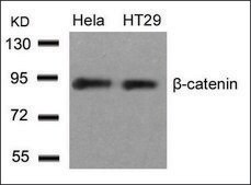 Anti-CTNNB1 (Ab-33) antibody produced in rabbit affinity isolated antibody