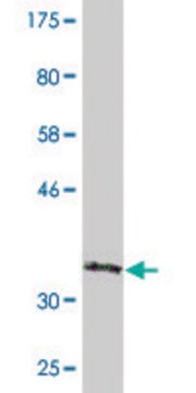 Monoclonal Anti-CRYBB3, (C-terminal) antibody produced in mouse clone 4H6, purified immunoglobulin, buffered aqueous solution