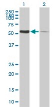 Anti-PDIA3 antibody produced in mouse purified immunoglobulin, buffered aqueous solution