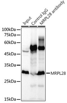 Anti-MRPL28 Antibody, clone 3B9F2, Rabbit Monoclonal