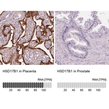 Anti-HSD17B1 antibody produced in rabbit Prestige Antibodies&#174; Powered by Atlas Antibodies, affinity isolated antibody, buffered aqueous glycerol solution