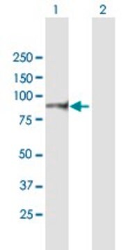 Anti-ITGB7 antibody produced in mouse purified immunoglobulin, buffered aqueous solution