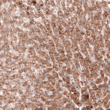 Monoclonal Anti--G6PC antibody produced in mouse Prestige Antibodies&#174; Powered by Atlas Antibodies, clone CL5817, purified immunoglobulin, buffered aqueous glycerol solution