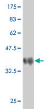 Monoclonal Anti-PCDHAC2 antibody produced in mouse clone 3D12, purified immunoglobulin, buffered aqueous solution