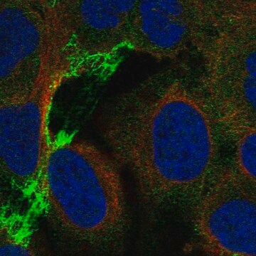 Anti-CHRNA5 antibody produced in rabbit Prestige Antibodies&#174; Powered by Atlas Antibodies, affinity isolated antibody, buffered aqueous glycerol solution