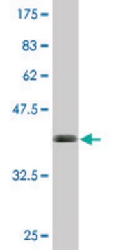 Monoclonal Anti-BST2, (C-terminal) antibody produced in mouse clone 3H4, purified immunoglobulin, buffered aqueous solution
