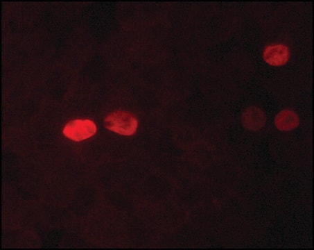 Anti-Nanog antibody, Mouse monoclonal clone NNG-811, purified from hybridoma cell culture