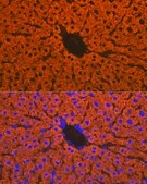 Anti-CYP2D6 Antibody, clone 1X3F0, Rabbit Monoclonal