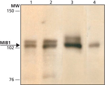 Anti-MIB1 (C-terminal) antibody produced in rabbit ~1.0&#160;mg/mL, affinity isolated antibody, buffered aqueous solution