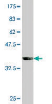 Monoclonal Anti-SLC33A1 antibody produced in mouse clone 3A4, purified immunoglobulin, buffered aqueous solution