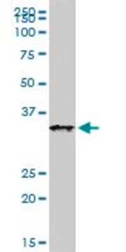 Monoclonal Anti-XAF1, (C-terminal) antibody produced in mouse clone 3E5, purified immunoglobulin, buffered aqueous solution
