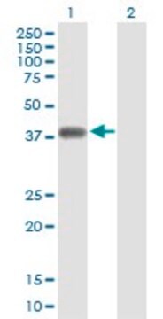 Anti-NKD2 antibody produced in rabbit purified immunoglobulin, buffered aqueous solution