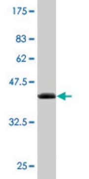 Monoclonal Anti-NUDT2 antibody produced in mouse clone S1, purified immunoglobulin, buffered aqueous solution