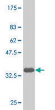 Monoclonal Anti-NKX6-1 antibody produced in mouse clone 1B7, purified immunoglobulin, buffered aqueous solution