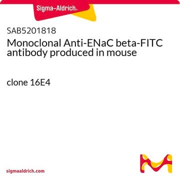Monoclonal Anti-ENaC beta-FITC antibody produced in mouse clone 16E4