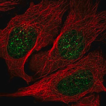 Anti-NME3 antibody produced in rabbit Prestige Antibodies&#174; Powered by Atlas Antibodies, affinity isolated antibody