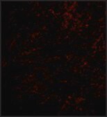 Anti-Nhe-1 (ab2) antibody produced in rabbit affinity isolated antibody, buffered aqueous solution
