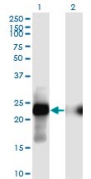 Monoclonal Anti-CITED1 antibody produced in mouse clone 6C1, purified immunoglobulin, buffered aqueous solution