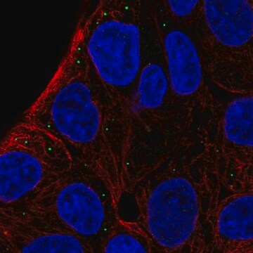 Anti-ST3GAL5 antibody produced in rabbit Prestige Antibodies&#174; Powered by Atlas Antibodies, affinity isolated antibody