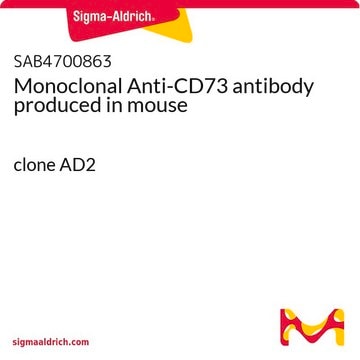 Monoclonal Anti-CD73 antibody produced in mouse clone AD2