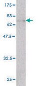 Monoclonal Anti-ACTB antibody produced in mouse clone 3G4-F9, purified immunoglobulin, buffered aqueous solution