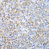 Anti-Cytochrome C antibody produced in rabbit