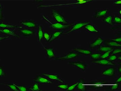 Anti-DGKZ antibody produced in rabbit purified immunoglobulin, buffered aqueous solution