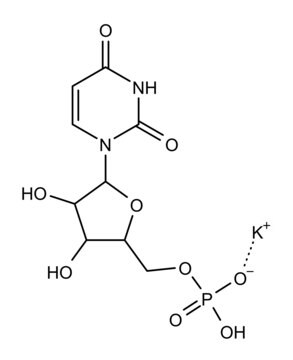 Polyuridylic acid–Agarose lyophilized powder, matrix polyacrylhydrazido-agarose