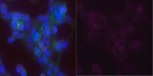Anti-Laminin-5 Antibody (&#947;2 chain), clone D4B5, Alexa Fluor&#8482; 647 Conjugate clone D4B5, from mouse, ALEXA FLUOR&#8482; 647