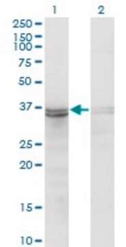 ANTI-FRZB antibody produced in mouse clone 3F4, purified immunoglobulin, buffered aqueous solution