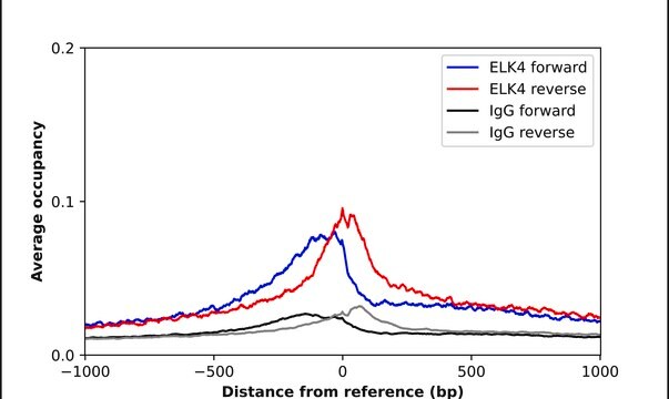 Anti-ELK4 antibody produced in rabbit Prestige Antibodies&#174; Powered by Atlas Antibodies, affinity isolated antibody, buffered aqueous glycerol solution