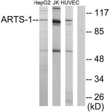 Anti-ARTS-1 antibody produced in rabbit affinity isolated antibody