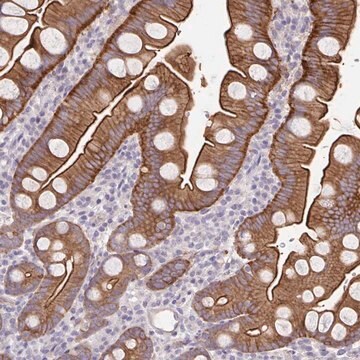 Anti-PTPN3 antibody produced in rabbit Prestige Antibodies&#174; Powered by Atlas Antibodies, affinity isolated antibody, buffered aqueous glycerol solution